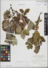 Foto von Salix hastata L.